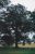 Rosson Cemetary
